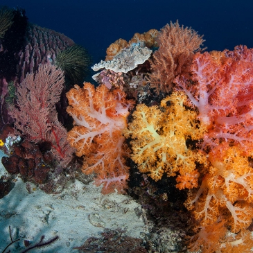 Red Whale Dive Center - Vibrant soft corals grow on a deep coral reef near the island of Komodo