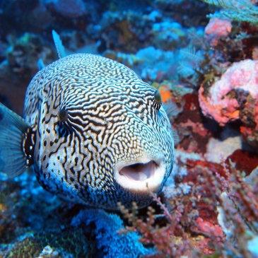 Red Whale Dive Center - Map Puffer Fish on Komodo Island