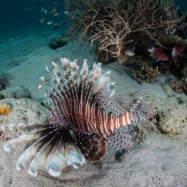 Red Whale Dive Center - Lionfish Hunting for Small Fish