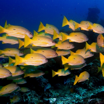 Red Whale Dive Center - Group of Yellow Snappers